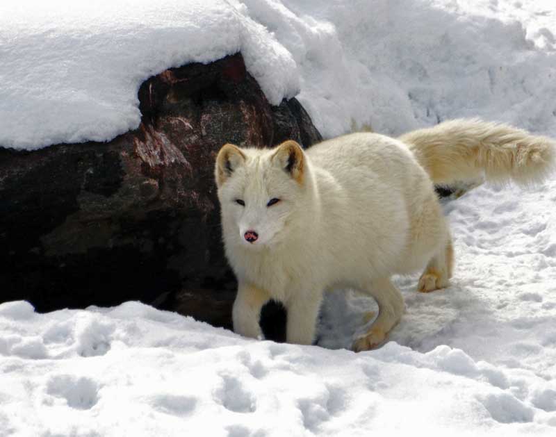 El zorro ártico o zorro de las nieves subsiste a temperaturas extremas de hasta -50 °C (video)