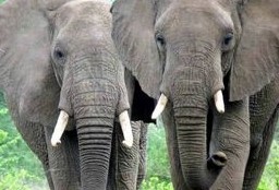 Venden marfil de elefante en eBay, pese a prohibición de hace más de una década