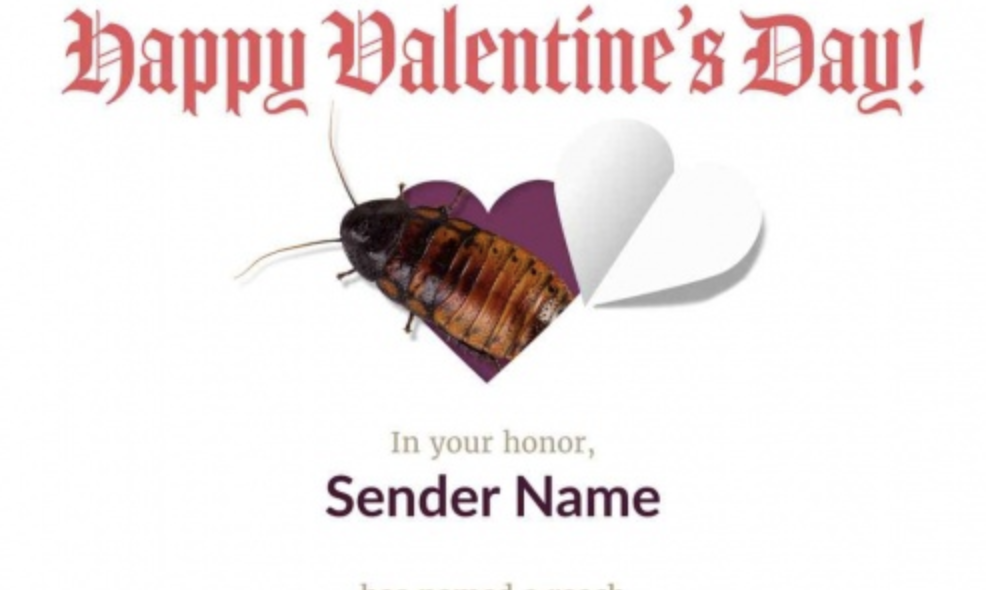 Llama a una cucaracha silbadora de Madagascar con el nombre de tu expareja para Día del amor