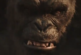 Godzilla vs Kong, llegan con su furia a los cines de México (videos)