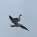 Más vale pájaro en lomo que ciento volando (video)