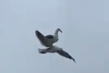 Más vale pájaro en lomo que ciento volando (video)
