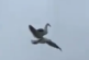 Más vale pájaro en lomo que ciento volando (video)