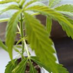 Comisión en Senado avala ley para regulación de mariguana