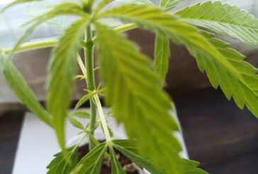 Comisión en Senado avala ley para regulación de mariguana