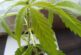 Comisión en Senado avala ley para regulación de mariguana