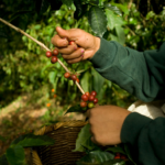 Sobre los precios del café que se están pagando en la actual cosecha a los productores en Veracruz