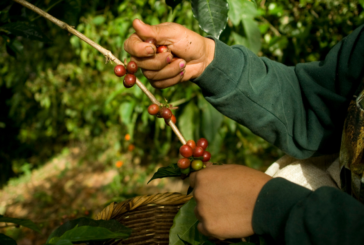 Sobre los precios del café que se están pagando en la actual cosecha a los productores en Veracruz