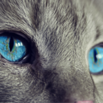 Gatúbela y su loca pasión felina la tienen al borde de la muerte