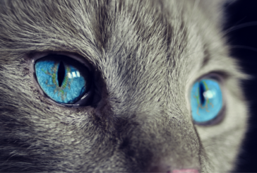 Gatúbela y su loca pasión felina la tienen al borde de la muerte
