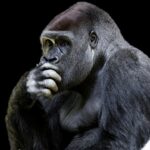 Charles Darwin tenía razón, solo los que logren adaptarse, sobrevivirán