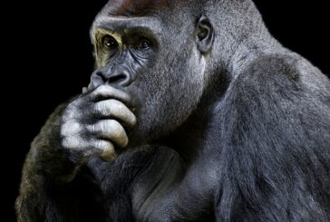 Charles Darwin tenía razón, solo los que logren adaptarse, sobrevivirán