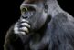 Charles Darwin tenía razón, solo los que logren adaptarse, sobrevivirán
