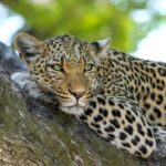 Piden que ejemplares de fauna silvestre no sean considerados mascotas