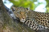 Golpe al tráfico exótico en México: Van por prohibición total de fauna silvestre como mascota