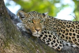 Golpe al tráfico exótico en México: Van por prohibición total de fauna silvestre como mascota