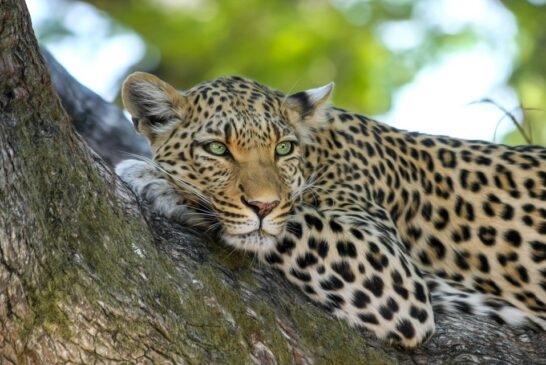 Golpe al tráfico exótico en México: Van por prohibición total de fauna silvestre como mascota