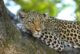 Golpe al tráfico exótico en México: Van por prohibición total de fauna silvestre como mascota
