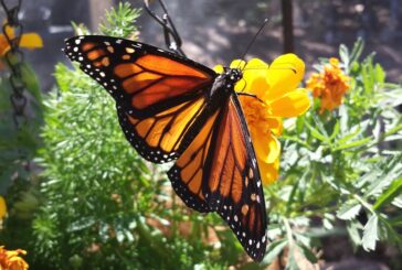 Rosa, la escritora, una mariposa monarca que sigue volando a sus 80 años