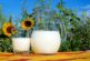 México, 15° lugar en producción de leche en el mundo, con 13 mil millones de litros al año