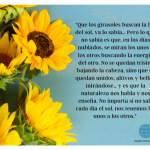 Los girasoles buscan el Sol