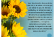 Los girasoles buscan el Sol