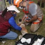 Exitoso rescate de los dos perros que cayeron al socavón en Puebla (fotos y video)