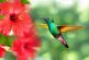 La misión divina del colibrí