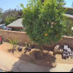 Una mujer se enfrenta a un enorme oso pardo para proteger a sus perros; video se viraliza en TikTok