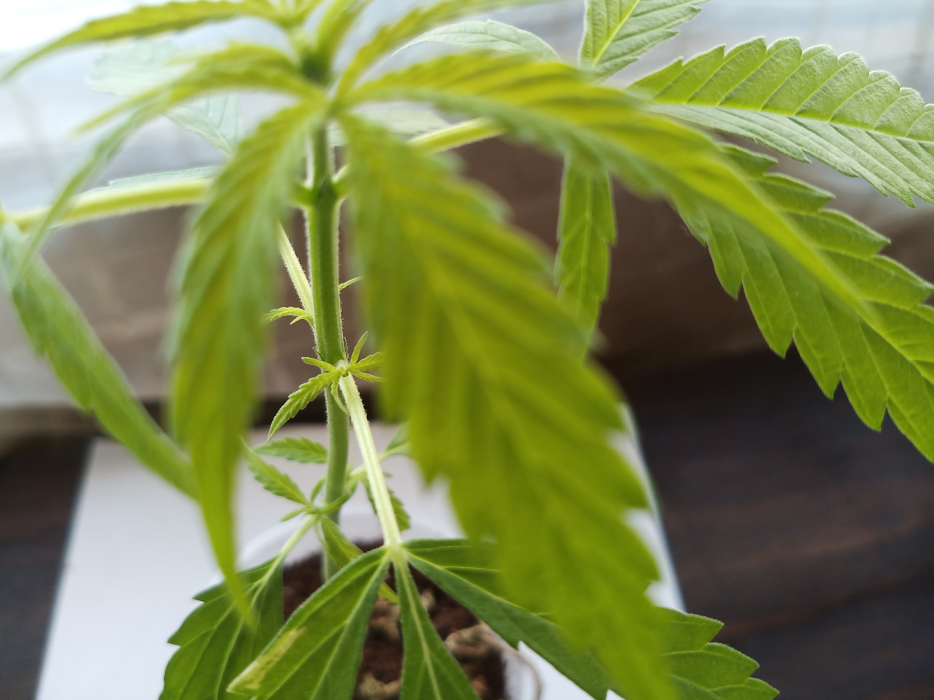 mariguana