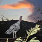 Al igual que Joe Biden, indulté a 7 pavos muertos y no vivos, como hubiera sido mi deseo