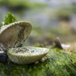 Ola de calor ‘cocina’ vivos a diversos animales marinos en las playas de Canadá