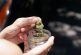 Beneficios del uso del CBD, aceite a base de cannabis