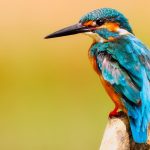 La leyenda del pájaro Toh