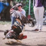 Pelea de gallos, una antigua tradición asiática traída a México por los españoles