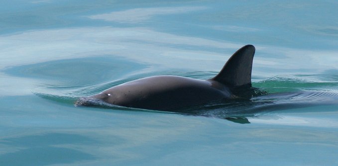 Foto: www.endangered.org