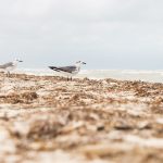 Buscan que los gobiernos Federal y de Quintana Roo atiendan el arribo de sargazo