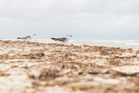 Alerta en Quintana Roo por anoxia costera: Acumulación masiva de sargazo asfixia al mar y crea 