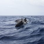 Indigna, cruel matanza de más de mil 400 delfines en las islas danesas Feroe 