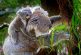 Australia pierde un tercio de su población de koalas en tres años