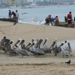 Por acumulación de basura, declaran emergencia sanitaria en Acapulco 