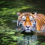 Un tigre escapa de su jaula; ataca a tres trabajadores en un zoológico y le arranca la mano a su cuidadora 