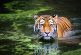 Un tigre escapa de su jaula; ataca a tres trabajadores en un zoológico y le arranca la mano a su cuidadora 