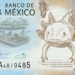 Ajolote, el protagonista en el reverso del billete de 50 pesos