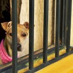 Pugnan por endurecer las sanciones contra el maltrato y la crueldad animal en el Código Penal Federal