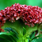 El moco de pavo, el terciopelo hecho flor