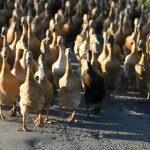 Alerta en Europa y Asia por gripe aviar