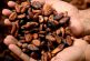 Promueven diputados el “Plan de Impulso de Cacao y Chocolate”