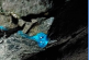 Hallan misteriosa sustancia azul brillante en una mina abandonada; nadie sabe qué es