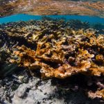 Reprobadas, todas las Áreas Naturales Protegidas Marinas en México